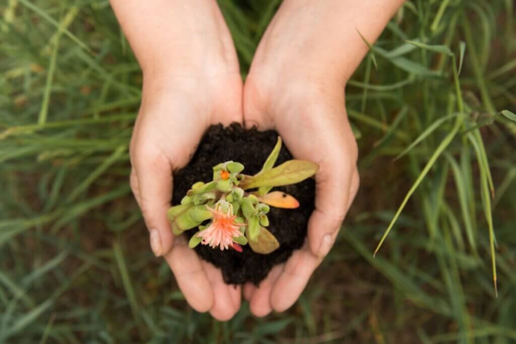 樹葬、花葬費用申請：聽說植存有鼓勵金是真的嗎？環保葬流程、補助一次搞懂