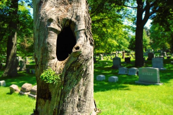 了解樹葬前，你清楚環保葬嗎？