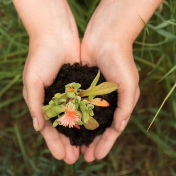 樹葬、花葬費用申請：聽說植存有鼓勵金是真的嗎？環保葬流程、補助一次搞懂